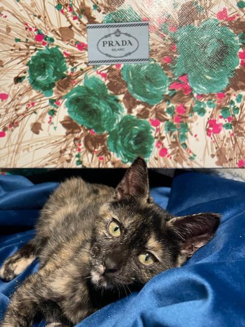 Prada, Adoptable, Kitten Female Tortoiseshell.
