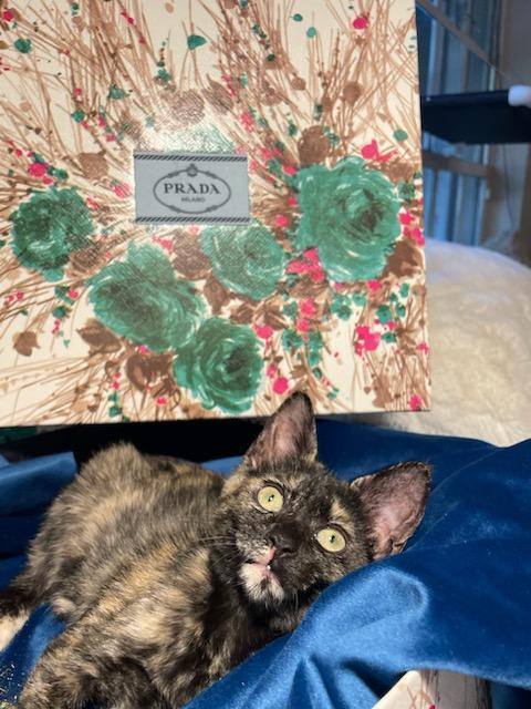 Enlarge Prada, a Adoptable Tortoiseshell in Miami Beach, FL image 2/18