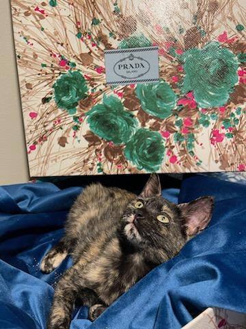 Enlarge Prada, a Adoptable Tortoiseshell in Miami Beach, FL image 3/18