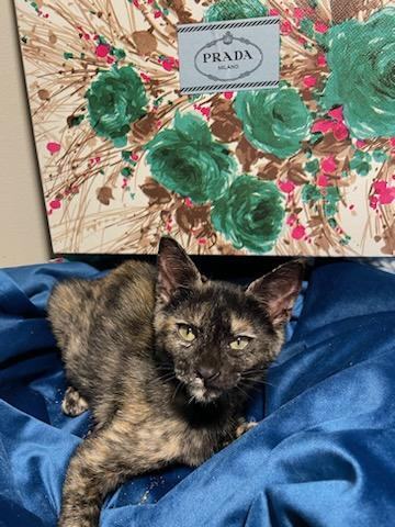 Enlarge Prada, a Adoptable Tortoiseshell in Miami Beach, FL image 4/18