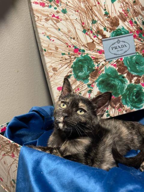 Enlarge Prada, a Adoptable Tortoiseshell in Miami Beach, FL image 5/18