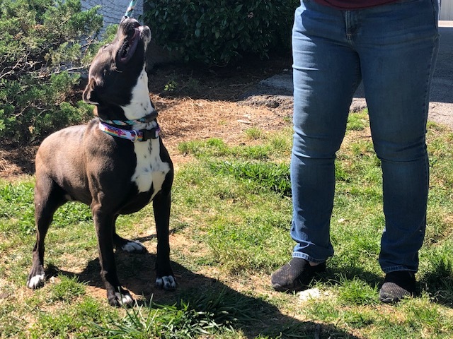 Enlarge Destiny, a Adoptable mixed breed in Gainesville, GA image 1/4