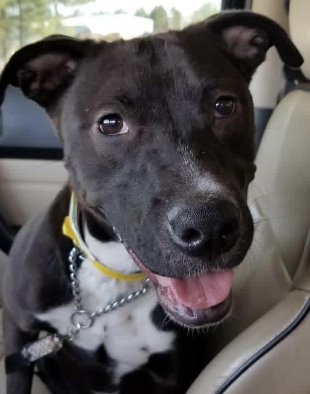 Destiny, Adoptable, Adult Female Labrador Retriever & American Bulldog.