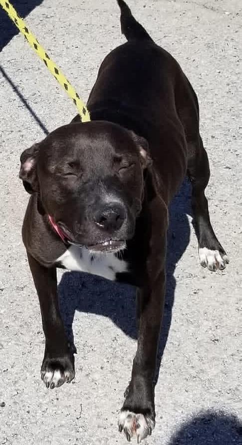 Enlarge Destiny, a Adoptable mixed breed in Gainesville, GA image 2/2