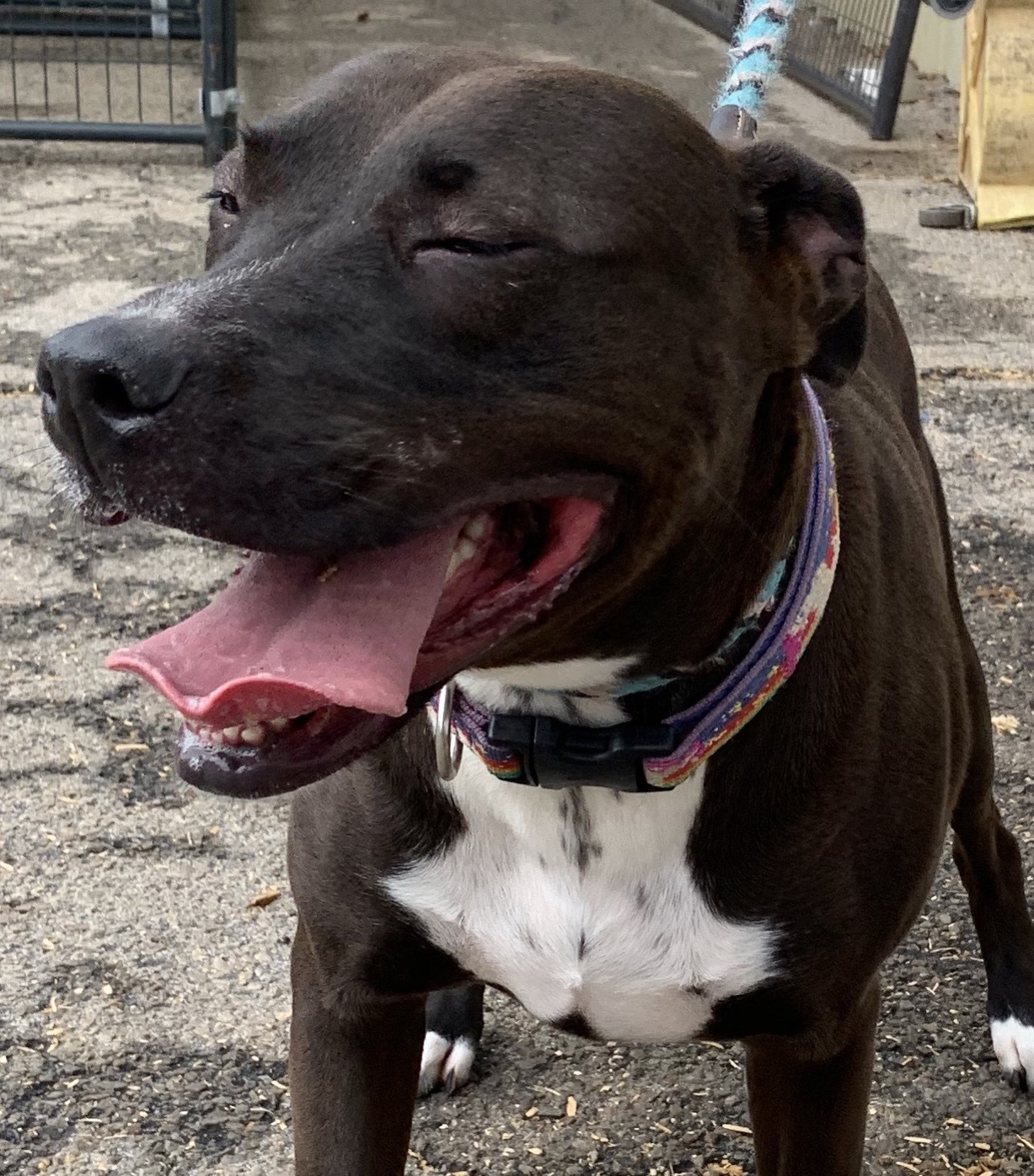 Enlarge Destiny, a Adoptable mixed breed in Gainesville, GA image 2/4