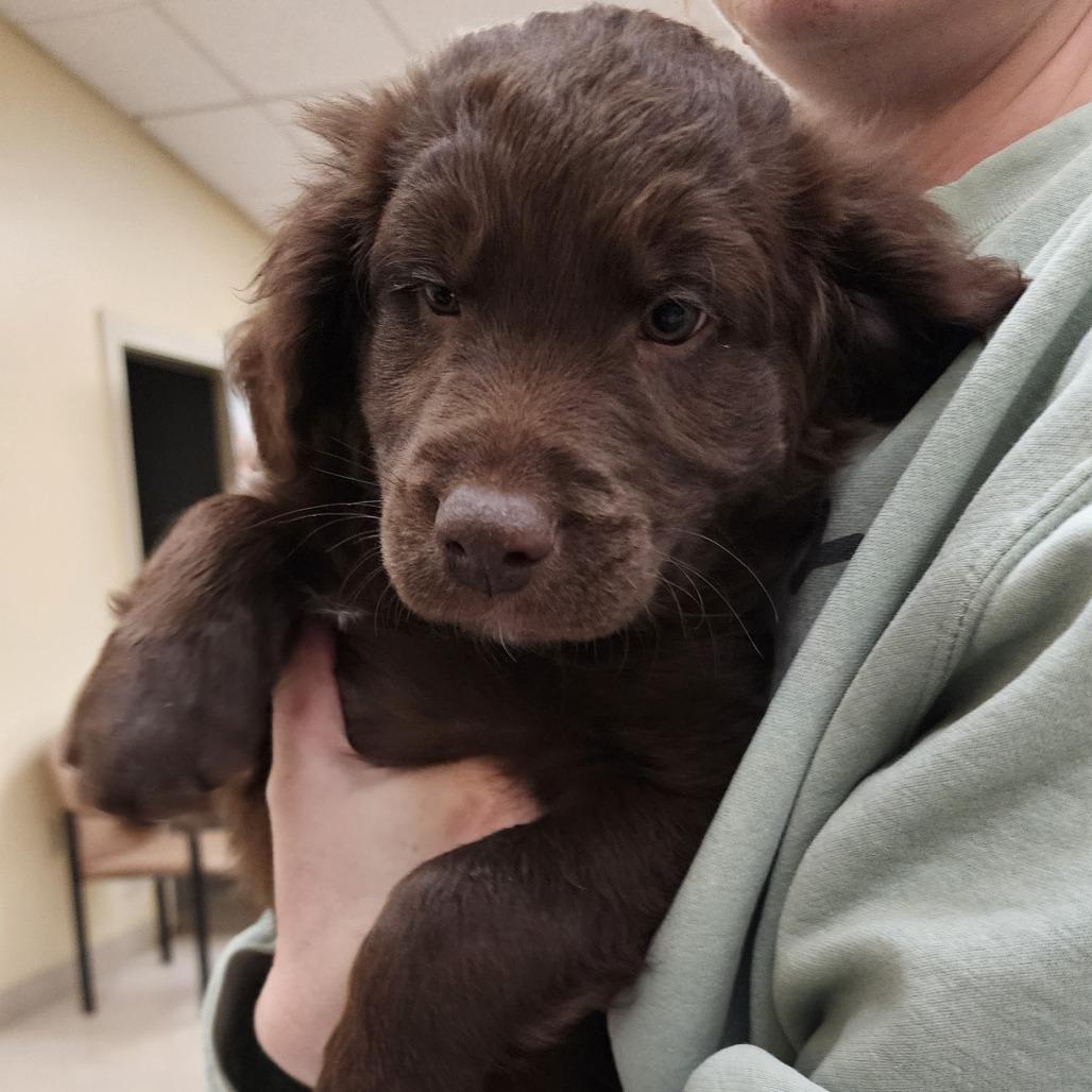 Fozzie Bear, Adoptable, Puppy Male Australian Shepherd & Poodle.