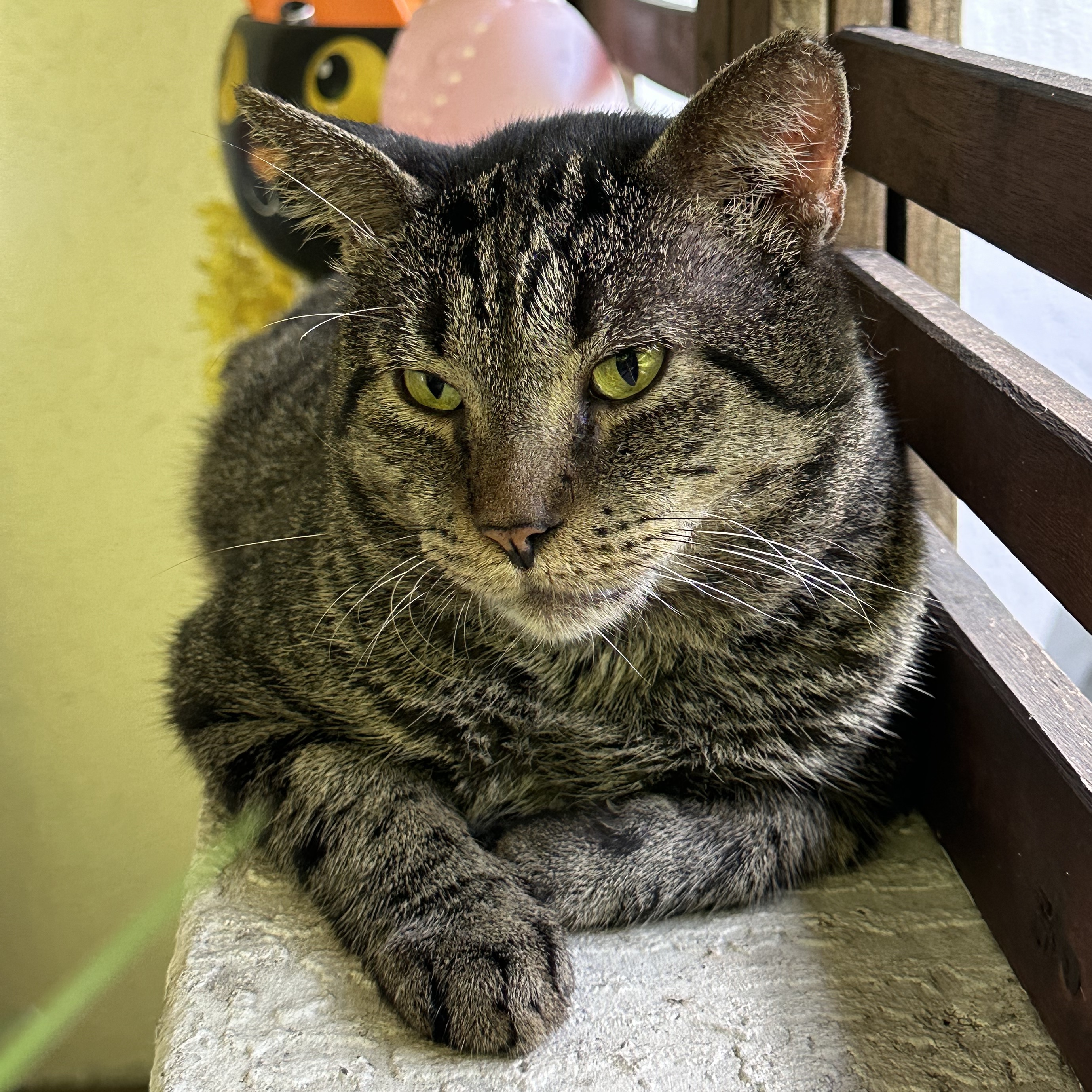 Selleck — thumbnail 2