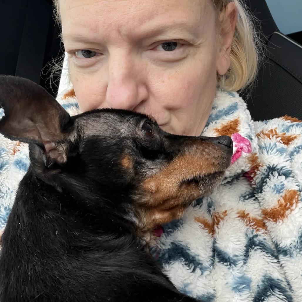 Dusty, Adoptable, Adult Male Miniature Pinscher.