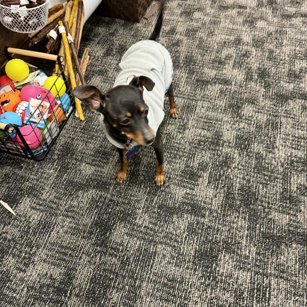 Dusty, a Adoptable Miniature Pinscher in Fond Du Lac, WI image 3/6