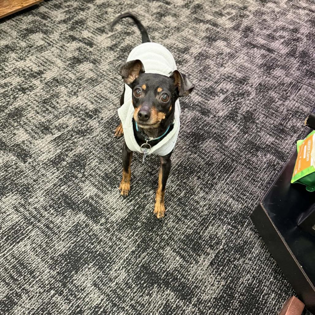 Dusty, a Adoptable Miniature Pinscher in Fond Du Lac, WI image 4/6