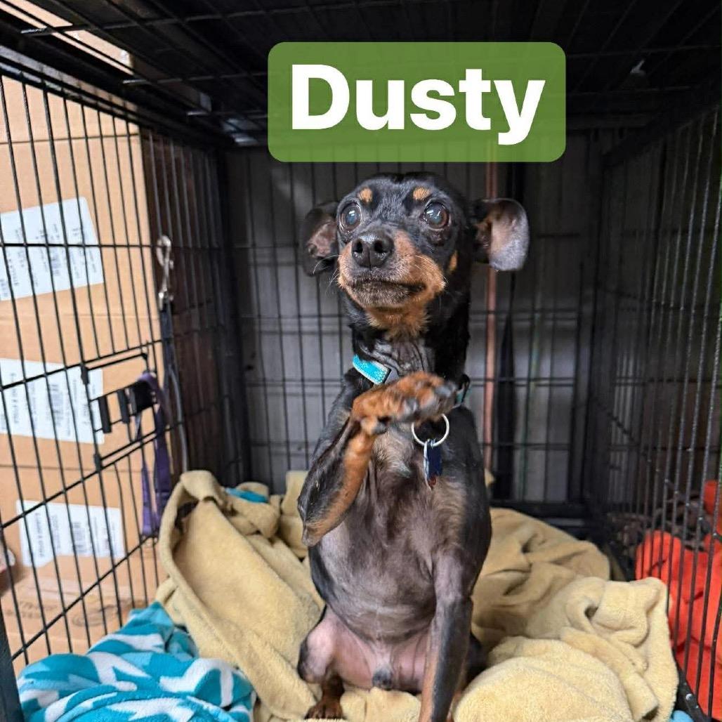 Dusty, a Adoptable Miniature Pinscher in Fond Du Lac, WI image 5/6