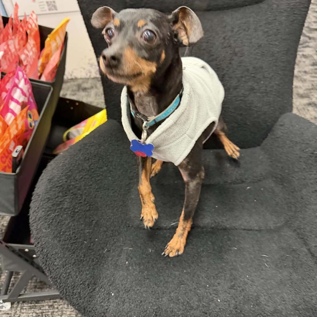 Dusty, a Adoptable Miniature Pinscher in Fond Du Lac, WI image 6/6