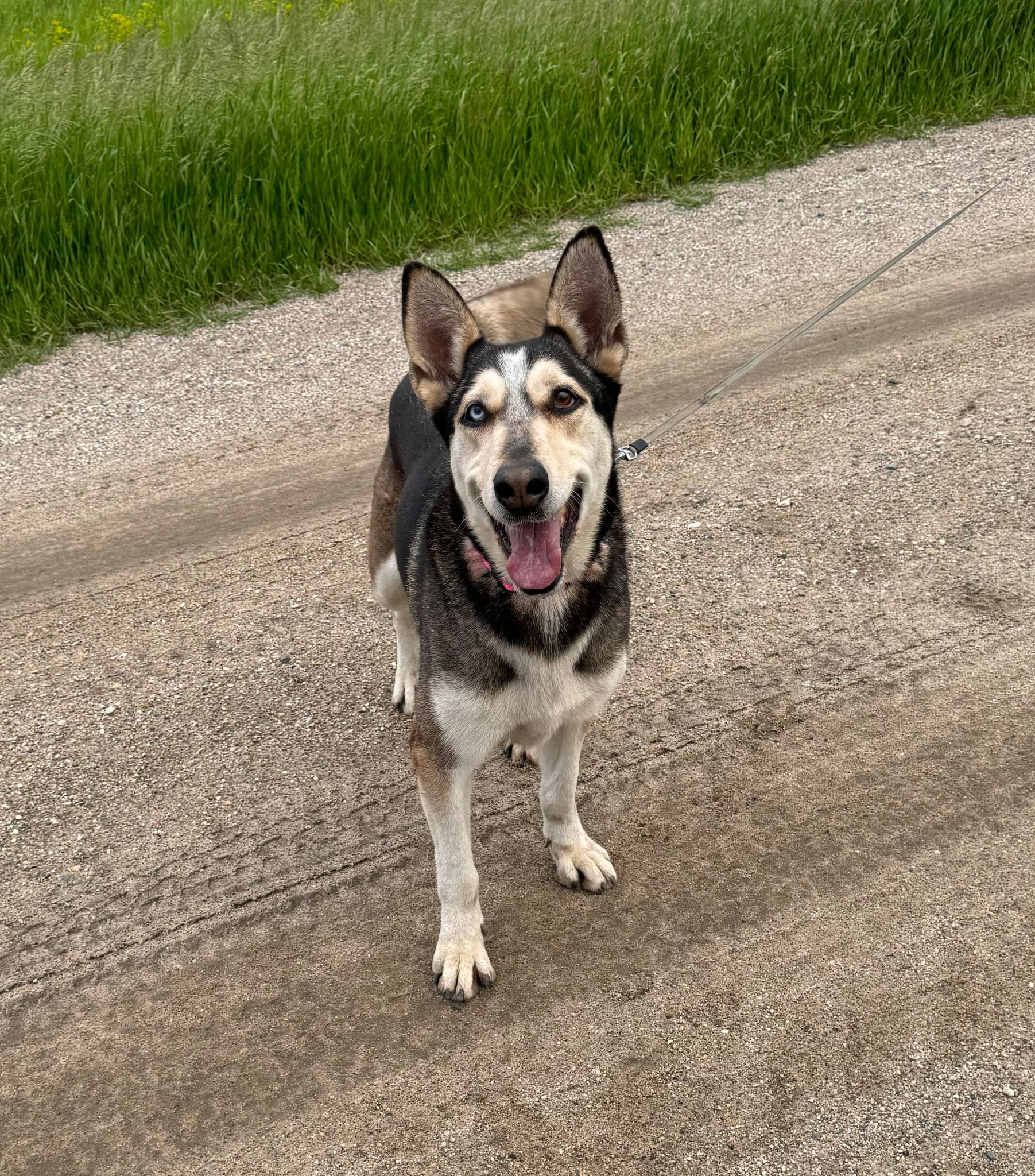 Enlarge Bailey, a Adoptable mixed breed in Cando, ND image 11/11