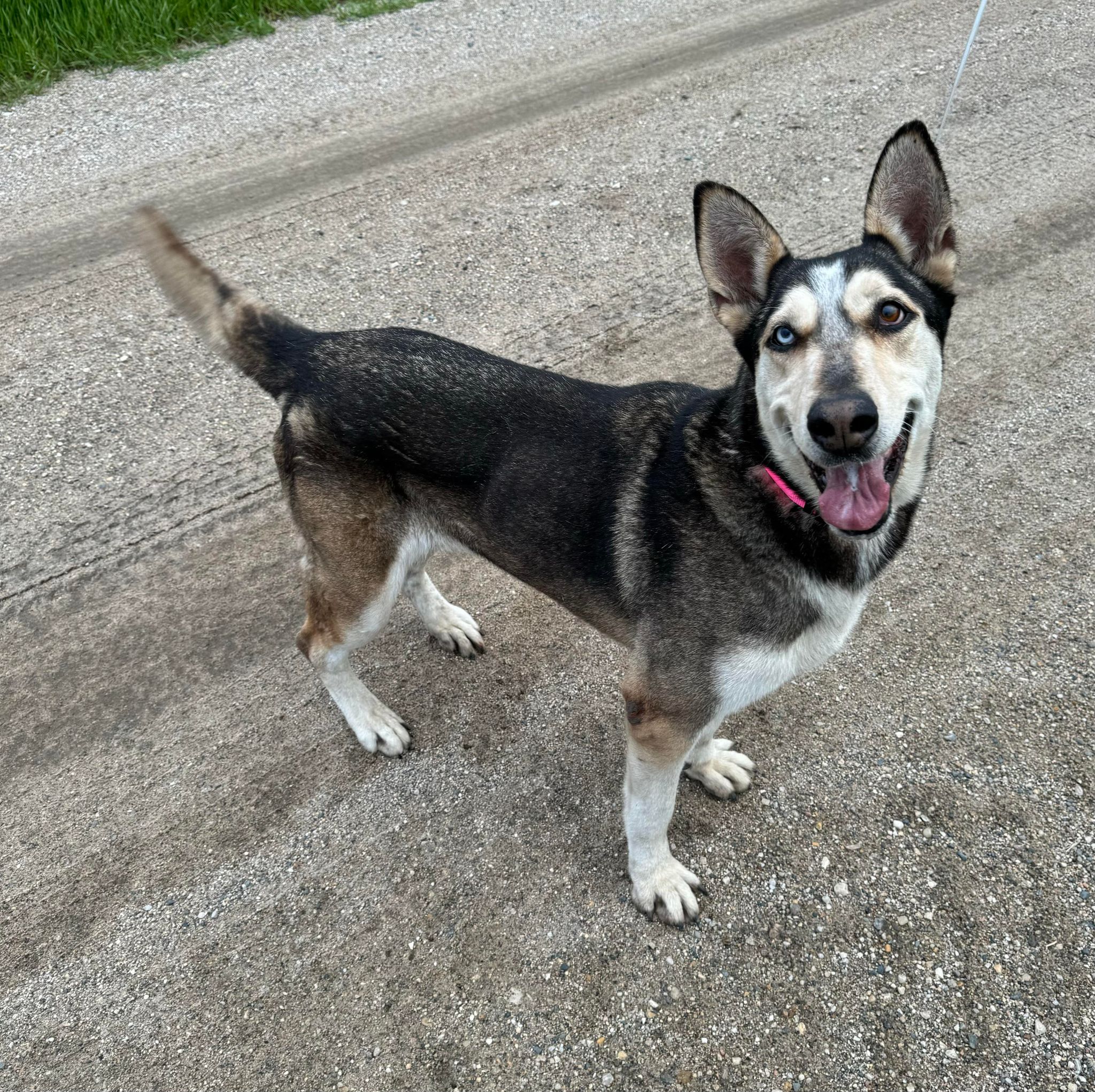 Enlarge Bailey, a Adoptable mixed breed in Cando, ND image 8/11