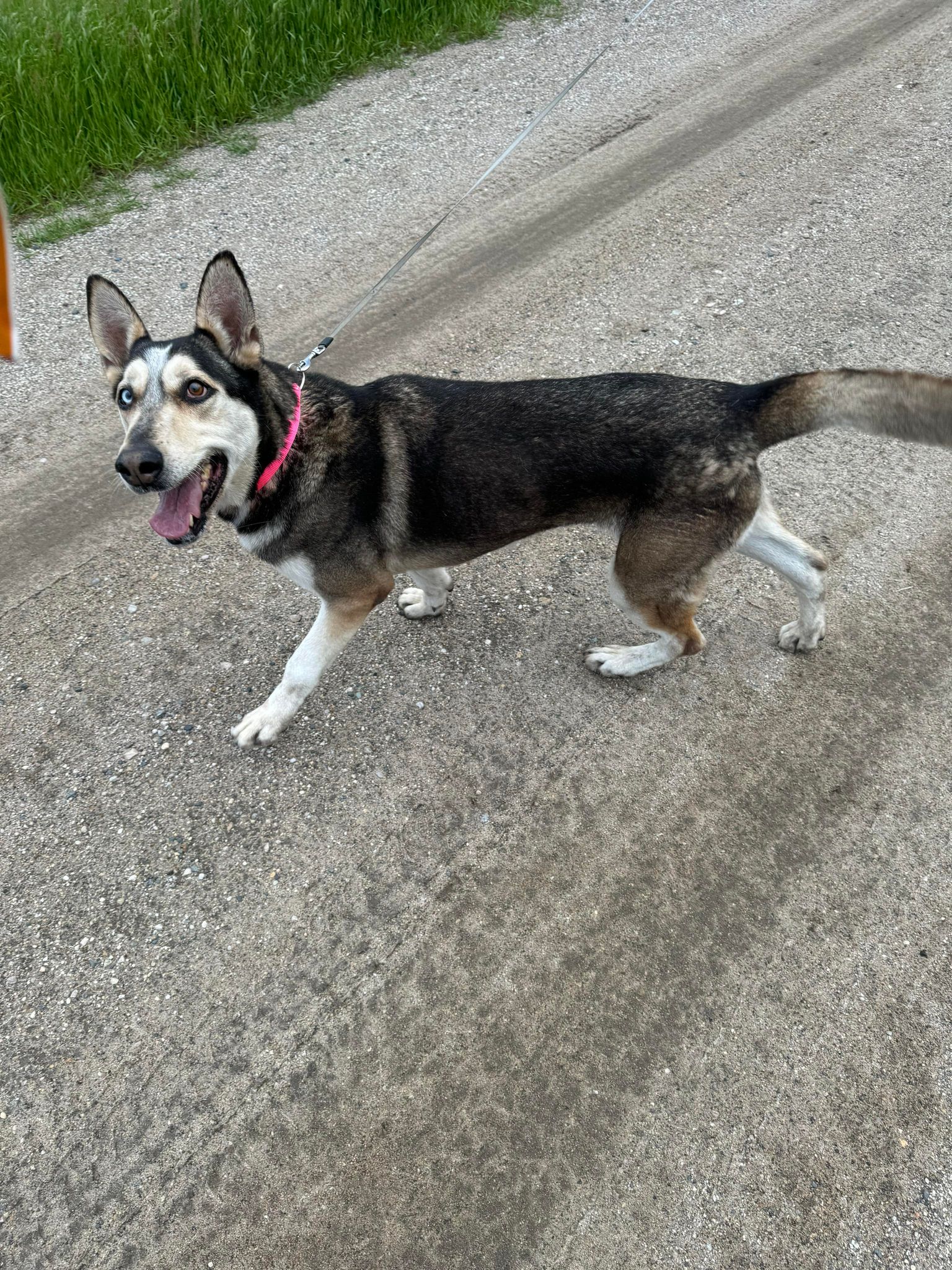 Enlarge Bailey, a Adoptable mixed breed in Cando, ND image 9/11