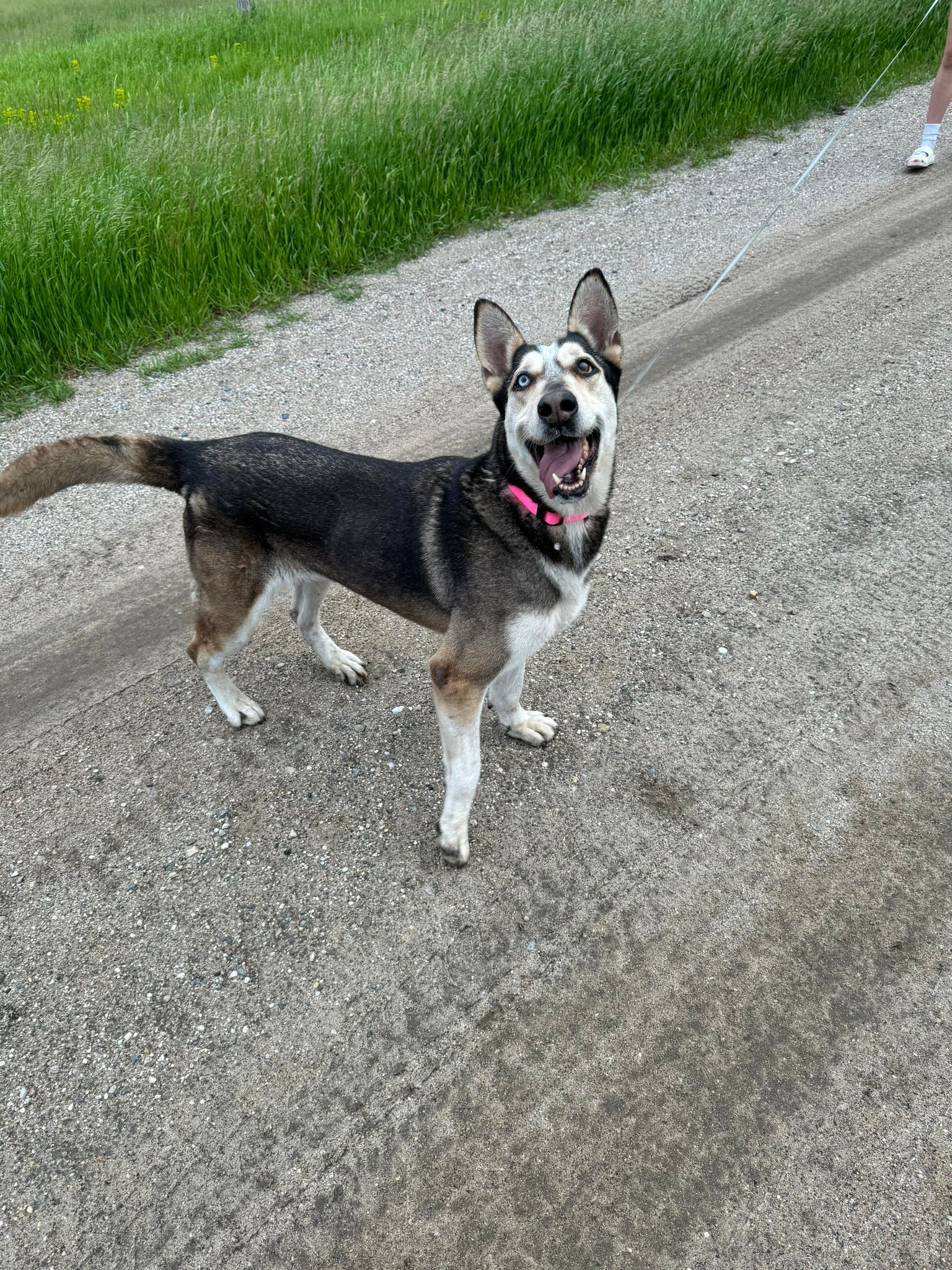 Enlarge Bailey, a Adoptable mixed breed in Cando, ND image 10/11
