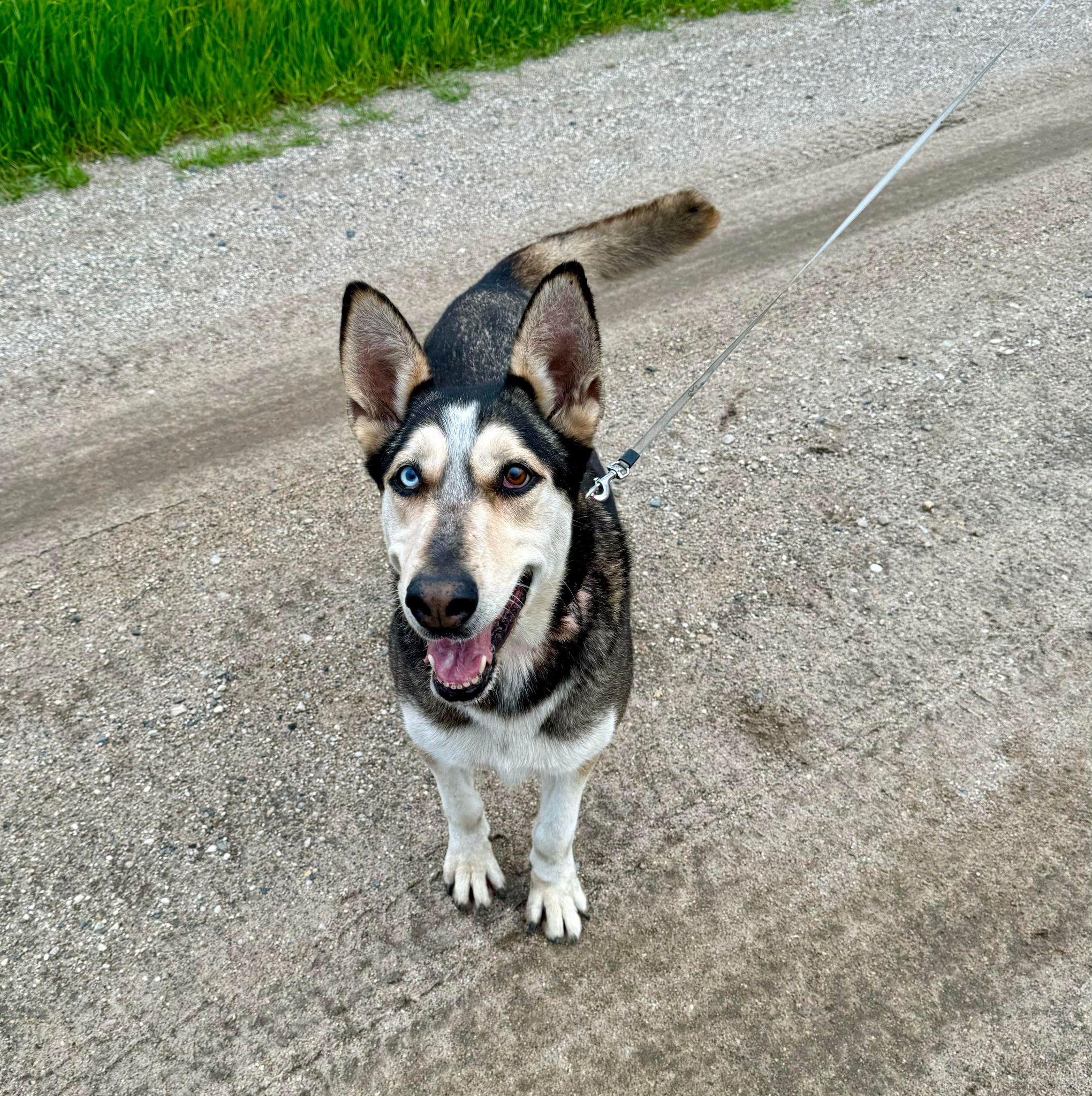 Bailey, a Adoptable mixed breed in Cando, ND image 1/11