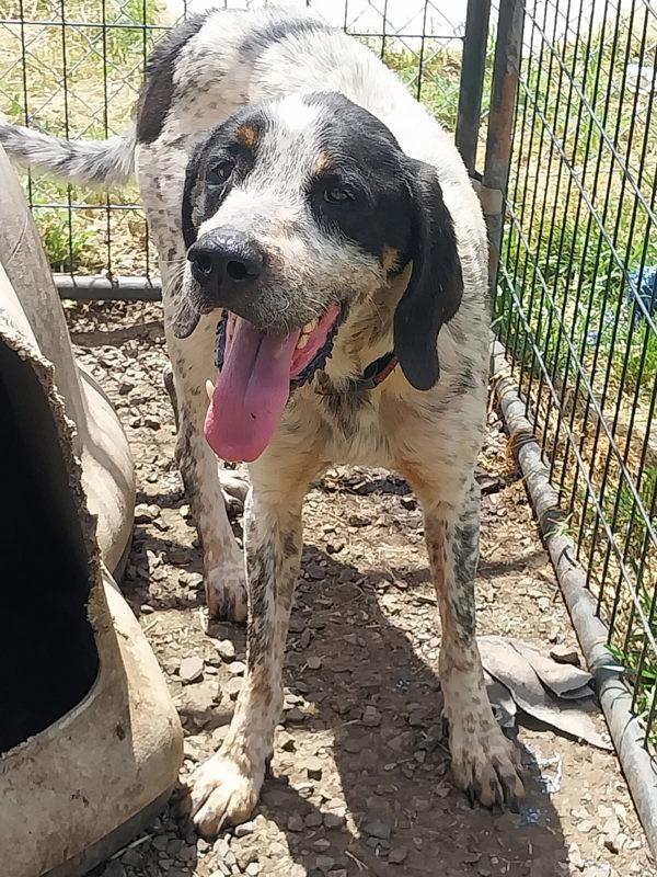 Enlarge Beau, a Adoptable mixed breed in Cleveland, TN image 1/1