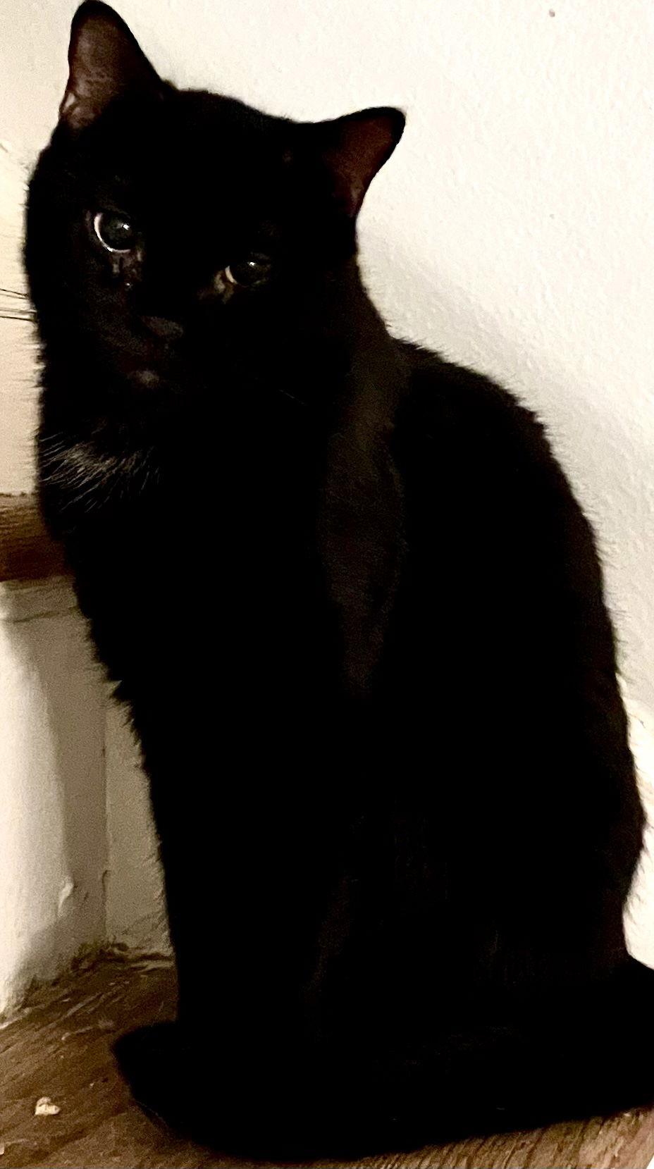 Clarkette, Adoptable, Adult Female Domestic Short Hair.