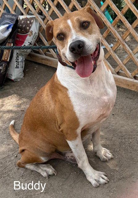 Buddy, Adoptable, Young Male Pit Bull Terrier.