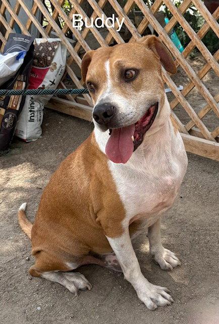 Enlarge Buddy, a Adoptable Pit Bull Terrier in Fallbrook, CA image 2/3