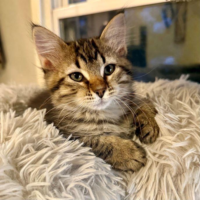 Raphael, Baby Male unknown
