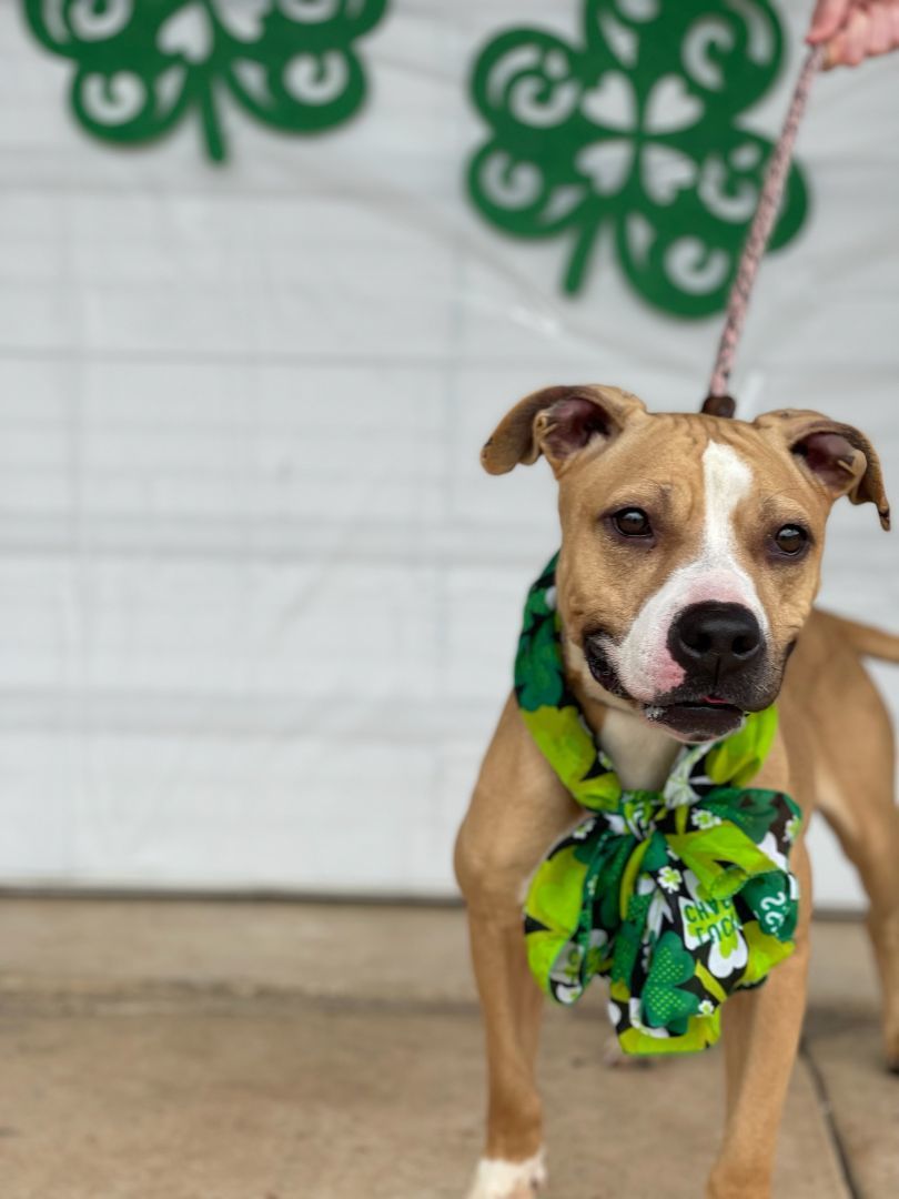 Sandy, a Adoptable mixed breed in Tulsa, OK image 1/6