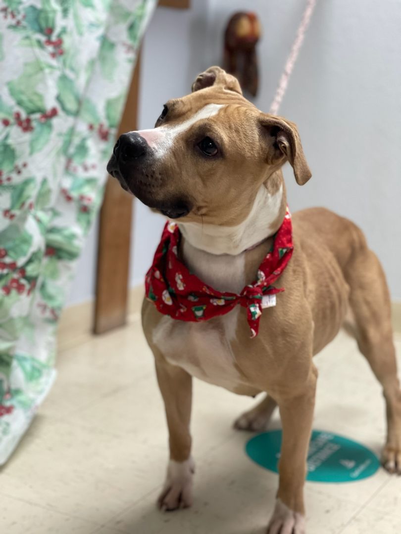 Sandy, a Adoptable mixed breed in Tulsa, OK image 2/6