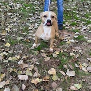 Sandy, a Adoptable mixed breed in Tulsa, OK image 3/6