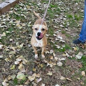 Sandy, a Adoptable mixed breed in Tulsa, OK image 4/6