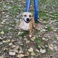 Sandy, a Adoptable mixed breed in Tulsa, OK image 5/6