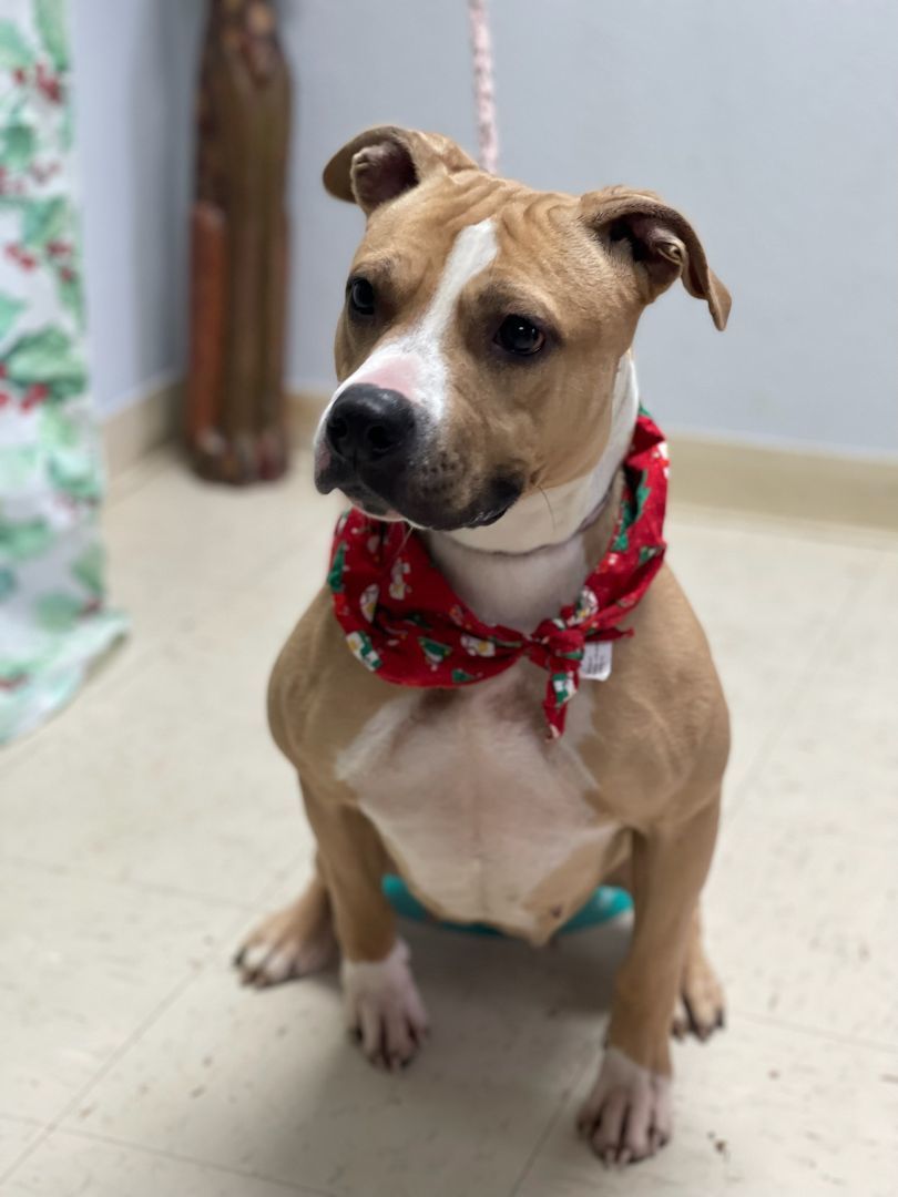 Sandy, a Adoptable mixed breed in Tulsa, OK image 6/6