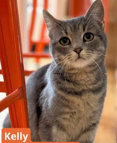 Kelly, adoptable, Young Female Domestic Short Hair.