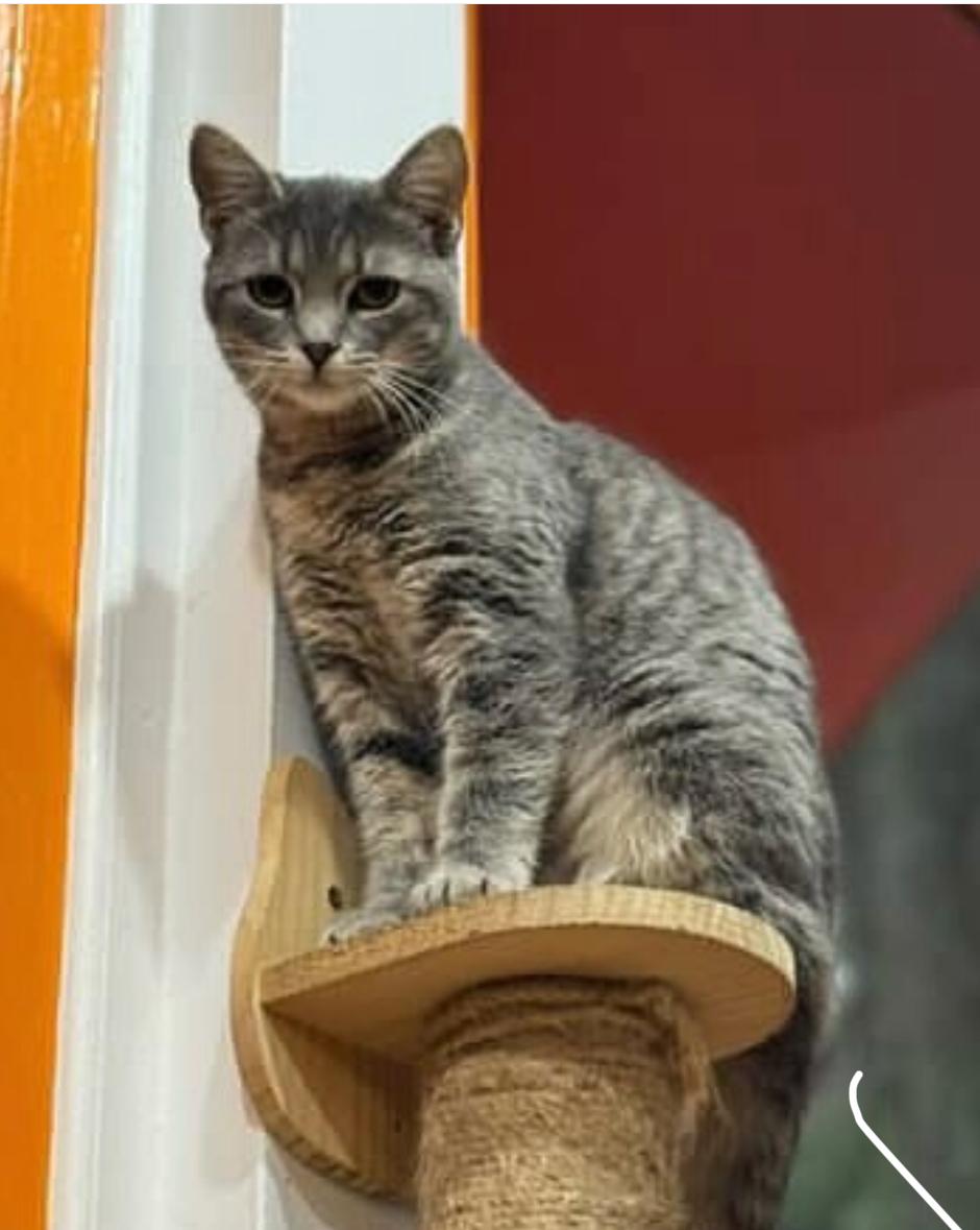 Kelly, Adoptable, Young Female Domestic Short Hair.