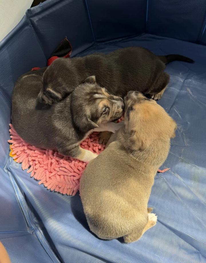 Party of 3 Litter, a ADOPTABLE mixed breed in Davis, CA image 5/6