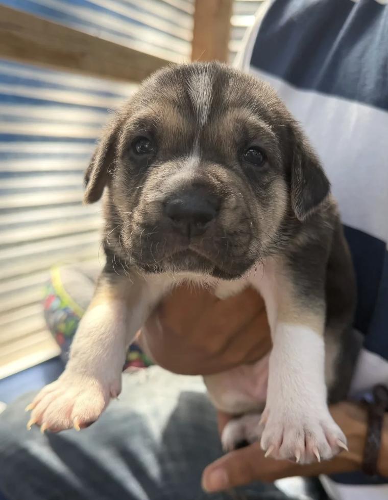 Party of 3 Litter, ADOPTABLE, Puppy Female Shepherd.