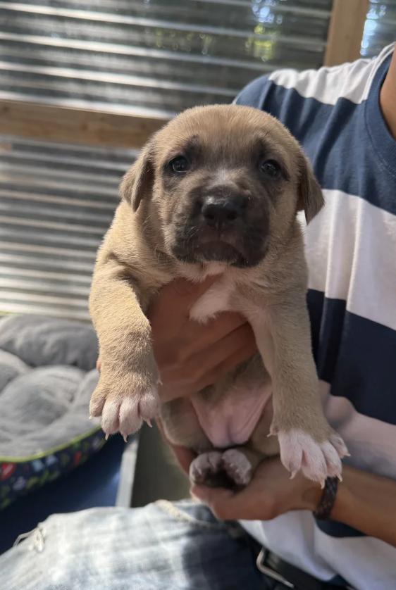 Party of 3 Litter, a ADOPTABLE mixed breed in Davis, CA image 2/6