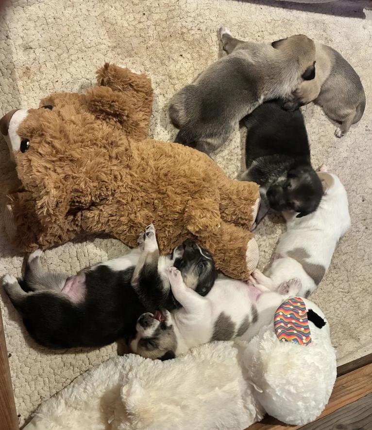 Party of 3 Litter, a ADOPTABLE mixed breed in Davis, CA image 6/6