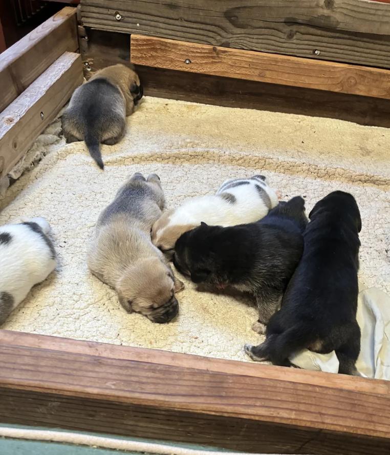 Party of 3 Litter, a ADOPTABLE mixed breed in Davis, CA image 4/6