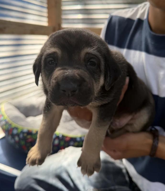 Party of 3 Litter, a ADOPTABLE mixed breed in Davis, CA image 3/6