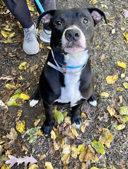 Enlarge Two-Bitt, a Adoptable mixed breed in Knoxville, TN image 1/3