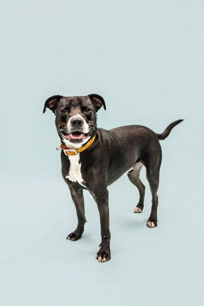 Enlarge Two-Bitt, a Adoptable mixed breed in Knoxville, TN image 2/3