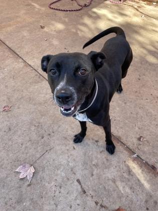 Enlarge Two-Bitt, a Adoptable mixed breed in Knoxville, TN image 3/3
