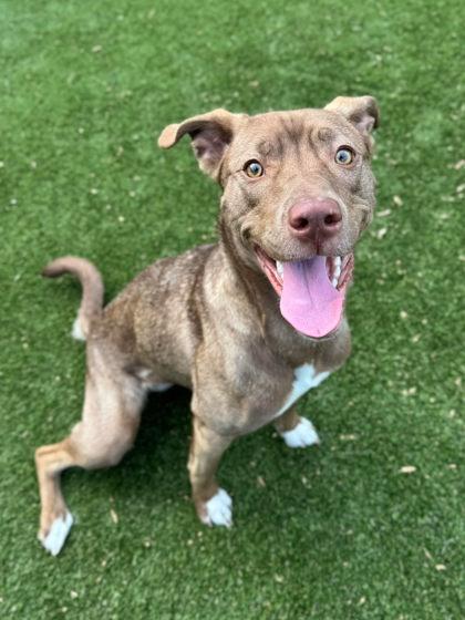 Cha Cha, Adoptable, Adult Female Terrier & Mixed Breed.