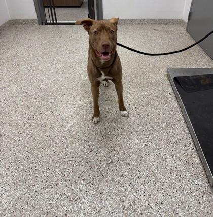 Enlarge Cha Cha, a Adoptable mixed breed in Gastonia, NC image 2/3