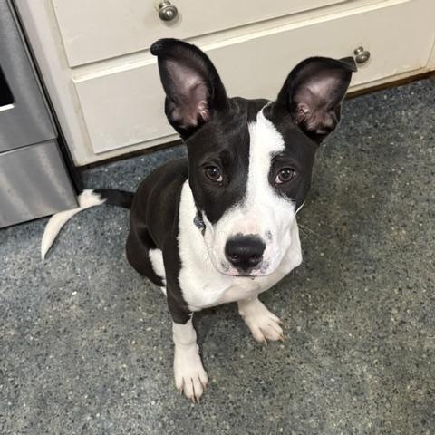 DARBY, Adoptable, Puppy Male Mixed Breed.