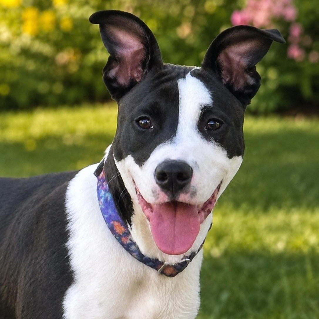Enlarge DARBY, a Adoptable mixed breed in Cranston, RI image 1/1