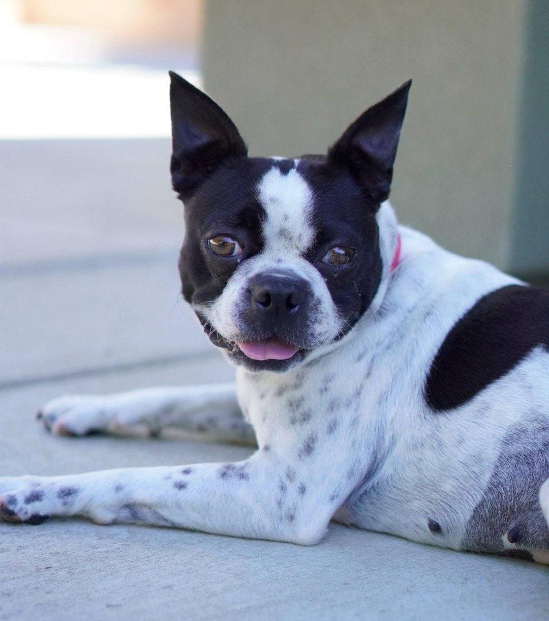 Daisy, Adopted, Young Female Boston Terrier.