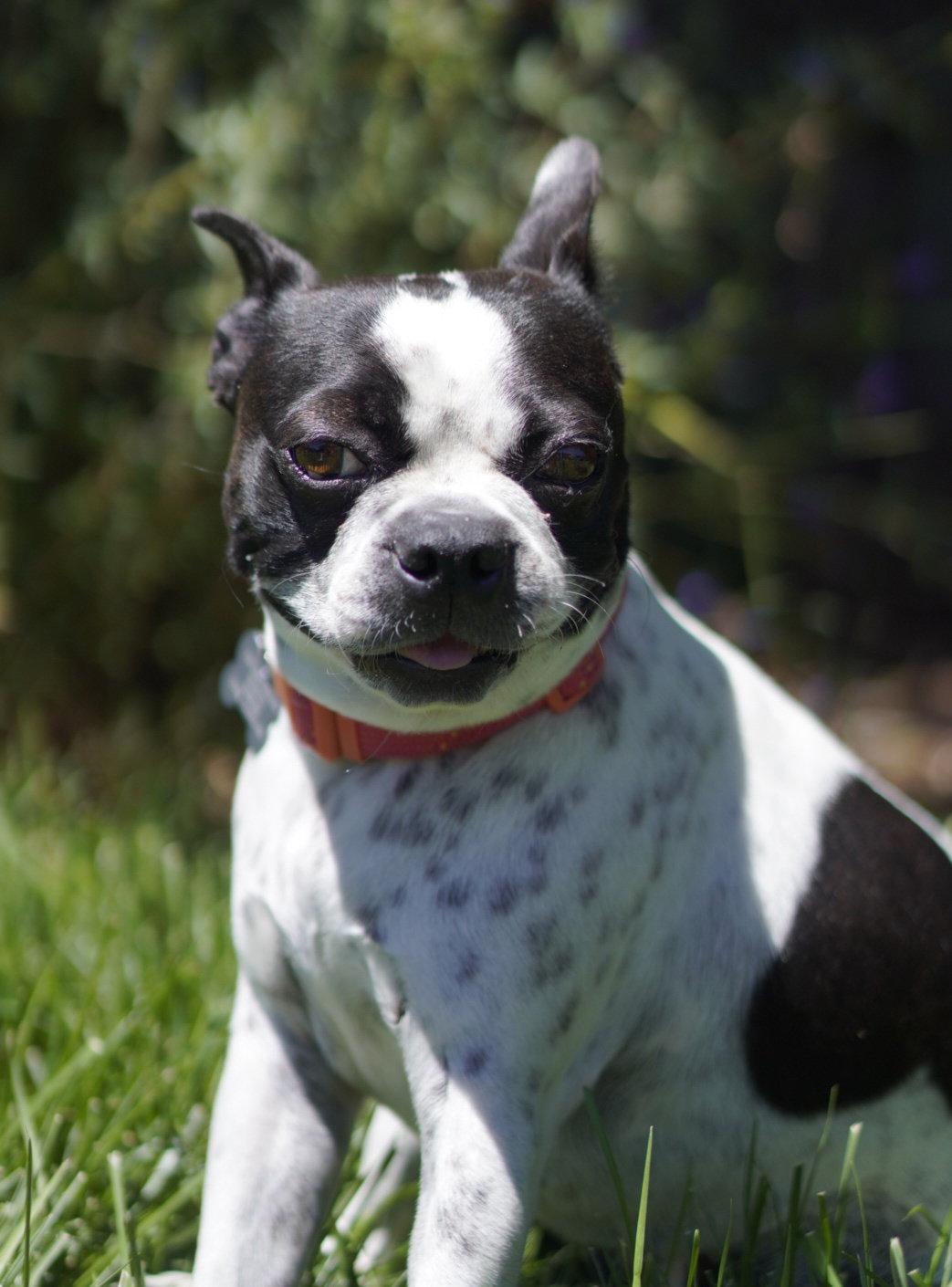 Enlarge Daisy, a Adopted Boston Terrier in Davis, CA image 2/3