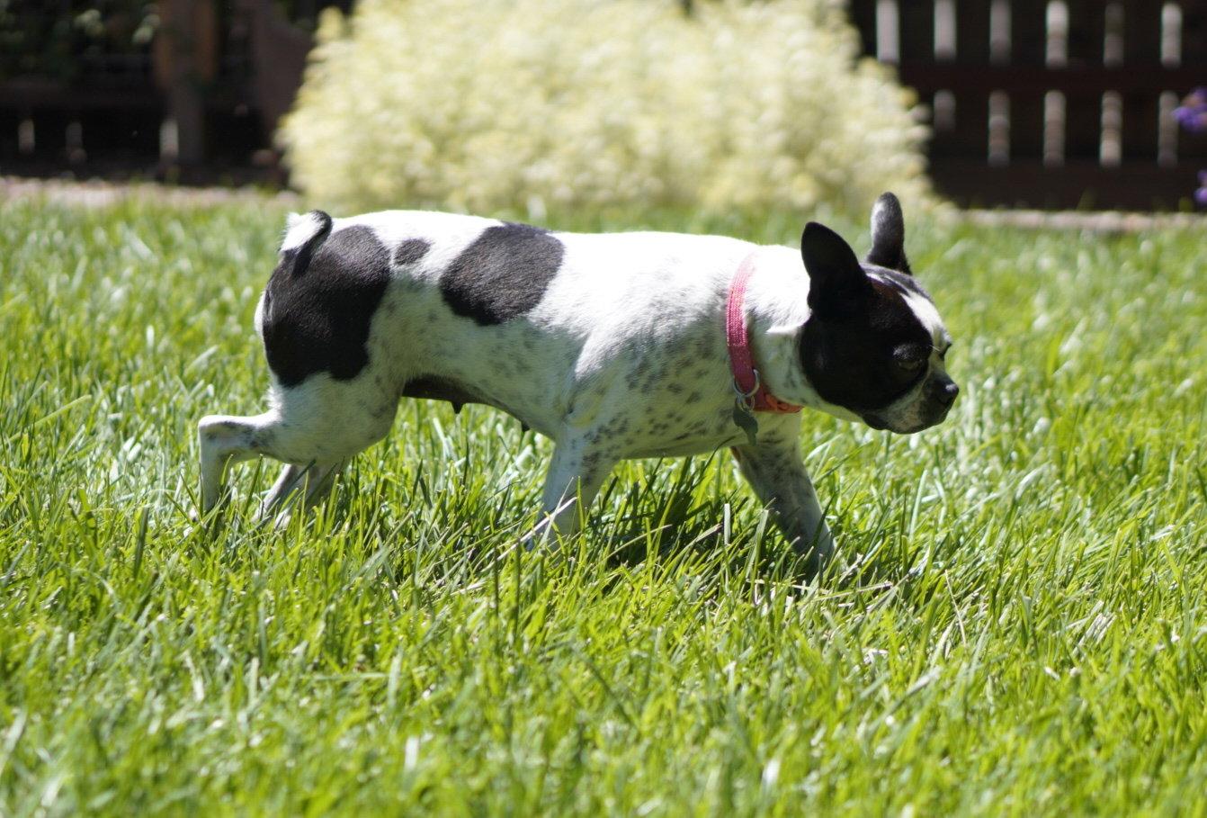 Enlarge Daisy, a Adopted Boston Terrier in Davis, CA image 3/3